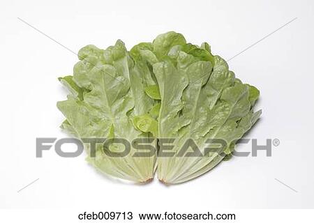 Lettuce View Large Photo Image Stock Image - Lettuce. Fotosearch