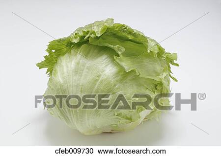 Lettuce View Large Photo Image Stock Image - Lettuce. Fotosearch