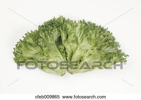 Lettuce View Large Photo Image Stock Photography - Lettuce. Fotosearch