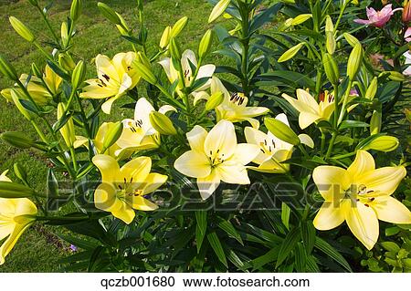 Stock Image - Lily flowers. Fotosearch