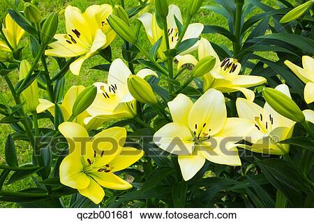 Lily flowers View Large Photo Image Stock Image - Lily flowers. Fotosearch