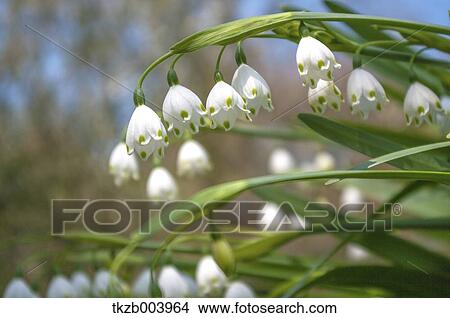 Lily of the Valley View Large Photo Image Picture - Lily of the Valley. Fotosearch