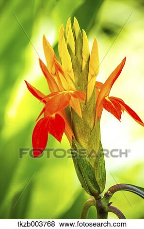 Lily of the Valley View Large Photo Image Stock Photo - Lily of the Valley. Fotosearch