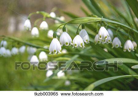 Lily of the Valley View Large Photo Image Stock Photography - Lily of the Valley. Fotosearch