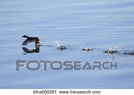Little Grebe View Large Photo Image Stock Image - Little Grebe. Fotosearch