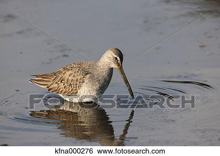 Stock Photograph - Long-Billed Dowitcher. Fotosearch