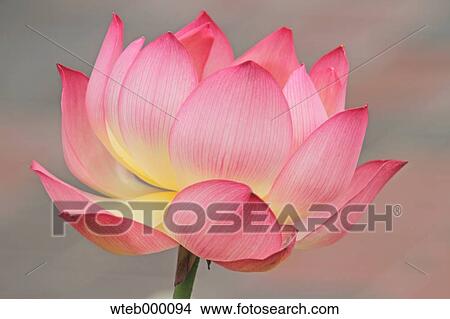 Lotus View Large Photo Image Picture - Lotus. Fotosearch