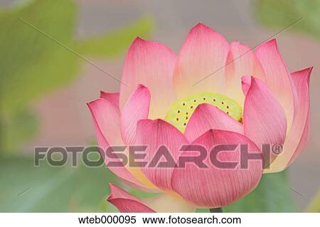 Stock Photography - Lotus. Fotosearch