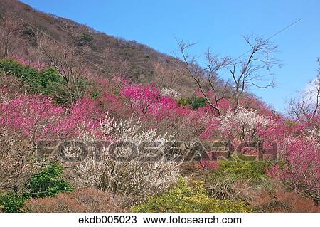 Makuyama Park, Kanagawa Prefecture, Japan View Large Photo Image Stock Image - Makuyama Park, Kanagawa Prefecture, Japan. Fotosearch