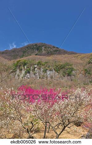 Makuyama Park, Kanagawa Prefecture, Japan View Large Photo Image Stock Photograph - Makuyama Park, Kanagawa Prefecture, Japan. Fotosearch