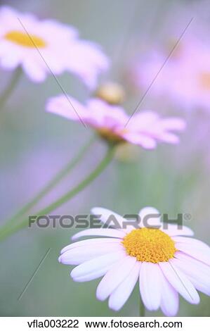 Stock Image - Margarets. Fotosearch