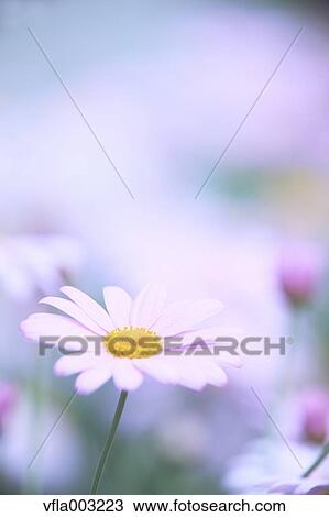 Stock Image - Margarets. Fotosearch