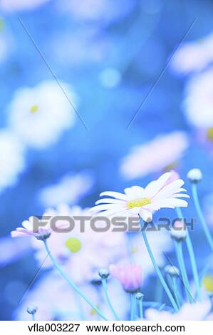 Stock Photo - Margarets. Fotosearch