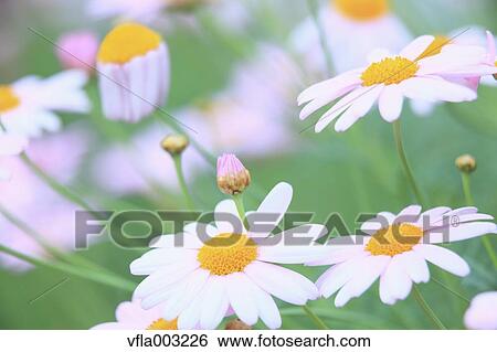 Margarets View Large Photo Image Stock Photograph - Margarets. Fotosearch