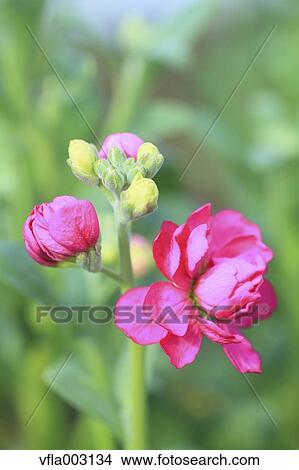 Picture - Matthiola. Fotosearch