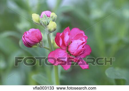 Matthiola View Large Photo Image Stock Image - Matthiola. Fotosearch