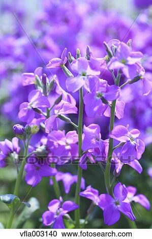 Matthiola View Large Photo Image Stock Image - Matthiola. Fotosearch