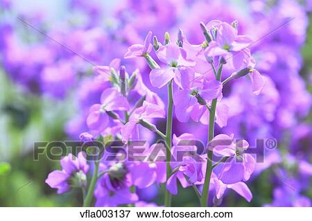 Matthiola View Large Photo Image Stock Photo - Matthiola. Fotosearch