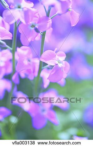 Stock Photo - Matthiola. Fotosearch