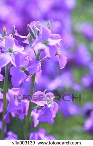 Matthiola View Large Photo Image Stock Photo - Matthiola. Fotosearch