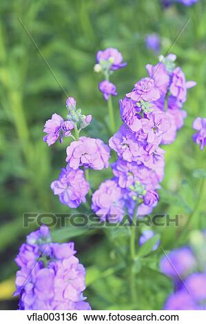 Matthiola View Large Photo Image Stock Photograph - Matthiola. Fotosearch