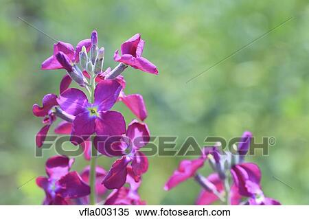 Matthiola View Large Photo Image Stock Photography - Matthiola. Fotosearch
