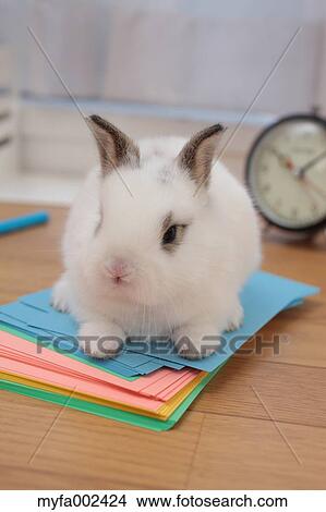 Mini rabbit View Large Photo Image Picture - Mini rabbit. Fotosearch