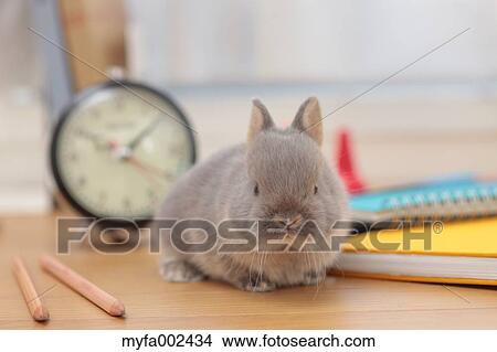 Mini rabbit View Large Photo Image Picture - Mini rabbit. Fotosearch