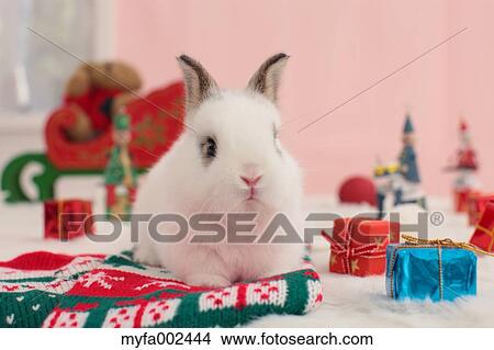 Mini rabbit View Large Photo Image Picture - Mini rabbit. Fotosearch