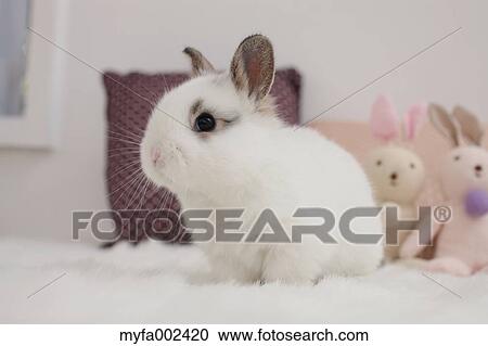 Mini rabbit View Large Photo Image Stock Image - Mini rabbit. Fotosearch