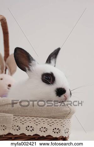 Mini rabbit View Large Photo Image Stock Image - Mini rabbit. Fotosearch