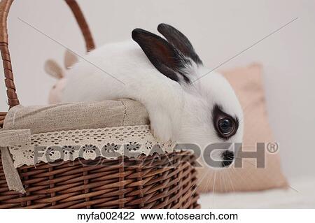 Mini rabbit View Large Photo Image Stock Image - Mini rabbit. Fotosearch