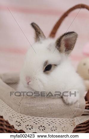 Mini rabbit View Large Photo Image Stock Image - Mini rabbit. Fotosearch
