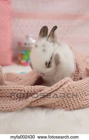 Stock Image - Mini rabbit. Fotosearch