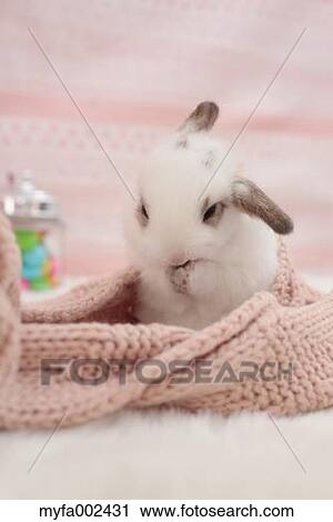 Mini rabbit View Large Photo Image Stock Image - Mini rabbit. Fotosearch