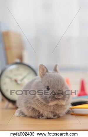 Mini rabbit View Large Photo Image Stock Image - Mini rabbit. Fotosearch