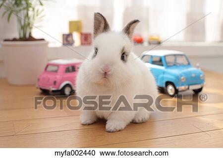 Mini rabbit View Large Photo Image Stock Image - Mini rabbit. Fotosearch