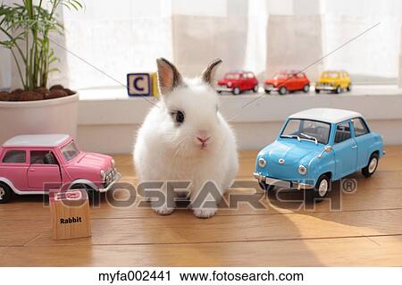 Mini rabbit View Large Photo Image Stock Image - Mini rabbit. Fotosearch
