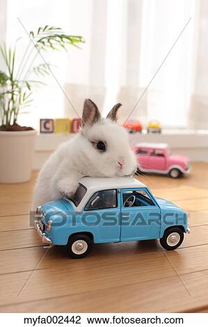 Mini rabbit View Large Photo Image Stock Image - Mini rabbit. Fotosearch