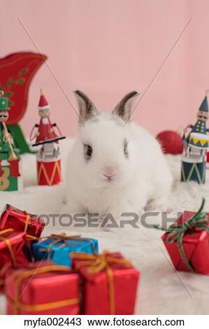 Stock Image - Mini rabbit. Fotosearch
