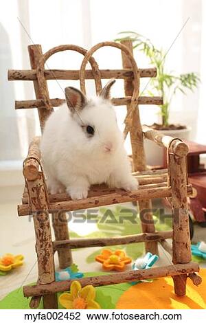 Mini rabbit View Large Photo Image Stock Image - Mini rabbit. Fotosearch