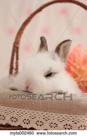 Stock Image - Mini rabbit. Fotosearch