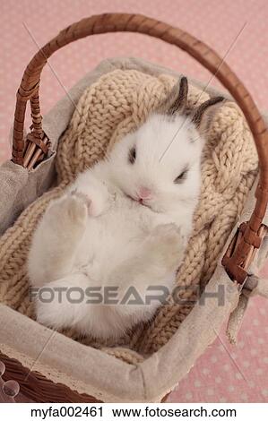 Mini rabbit View Large Photo Image Stock Image - Mini rabbit. Fotosearch
