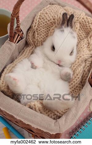 Stock Image - Mini rabbit. Fotosearch