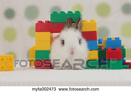 Mini rabbit View Large Photo Image Stock Image - Mini rabbit. Fotosearch