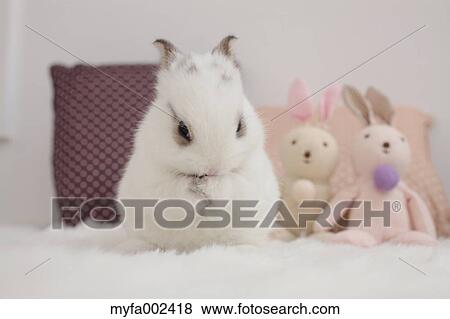 Mini rabbit View Large Photo Image Stock Photo - Mini rabbit. Fotosearch