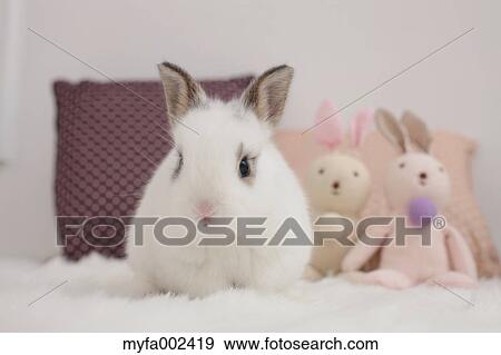 Mini rabbit View Large Photo Image Stock Photo - Mini rabbit. Fotosearch