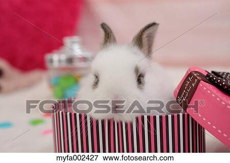 Mini rabbit View Large Photo Image Stock Photo - Mini rabbit. Fotosearch