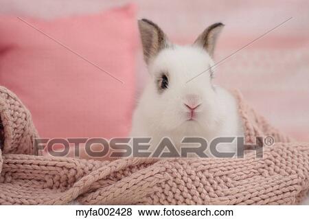 Mini rabbit View Large Photo Image Stock Photo - Mini rabbit. Fotosearch
