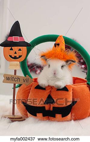 Mini rabbit View Large Photo Image Stock Photo - Mini rabbit. Fotosearch